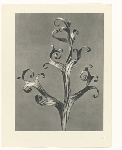 estudio de planos Arquetipos del arte (título de la serie) de Karl Blossfeldt