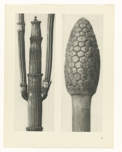 estudio de planos Arquetipos del arte (título de la serie) de Karl Blossfeldt