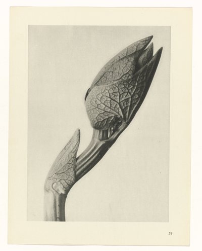 estudio de planos Arquetipos del arte (título de la serie) de Karl Blossfeldt