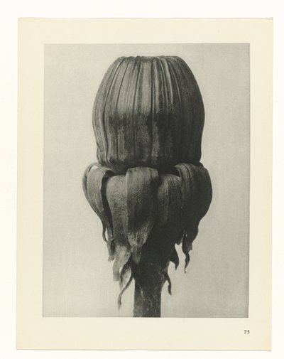 estudio de planos Arquetipos del arte (título de la serie) de Karl Blossfeldt