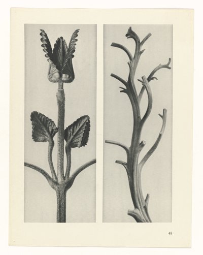 estudio de planos Arquetipos del arte (título de la serie) de Karl Blossfeldt