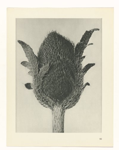 estudio de planos Arquetipos del arte (título de la serie) de Karl Blossfeldt