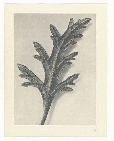 estudio de planos Arquetipos del arte (título de la serie) de Karl Blossfeldt