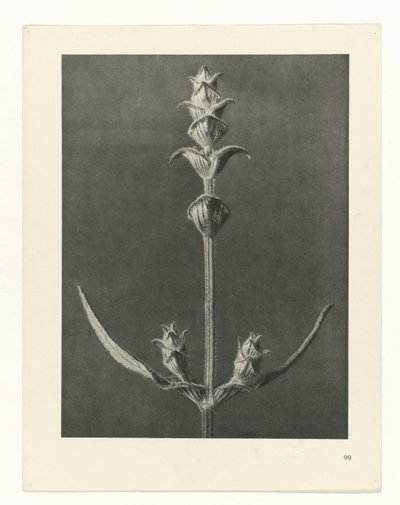 estudio de planos Arquetipos del arte (título de la serie) de Karl Blossfeldt