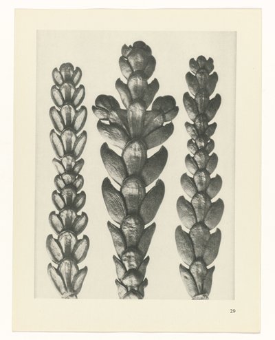 estudio de planos Arquetipos del arte (título de la serie) de Karl Blossfeldt