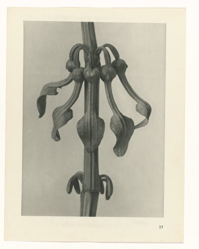 estudio de planos Arquetipos del arte (título de la serie) de Karl Blossfeldt