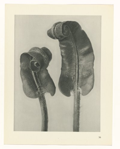 estudio de planos Arquetipos del arte (título de la serie) de Karl Blossfeldt