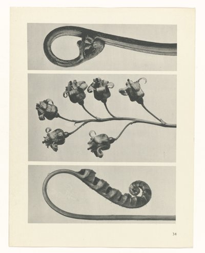 estudio de planos Arquetipos del arte (título de la serie) de Karl Blossfeldt