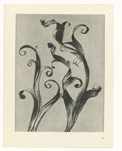 estudio de planos Arquetipos del arte (título de la serie) de Karl Blossfeldt