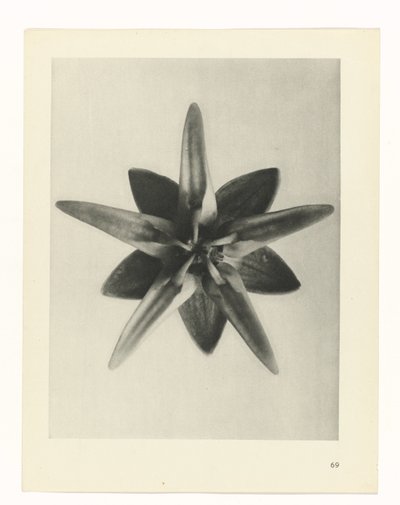 estudio de planos Arquetipos del arte (título de la serie) de Karl Blossfeldt