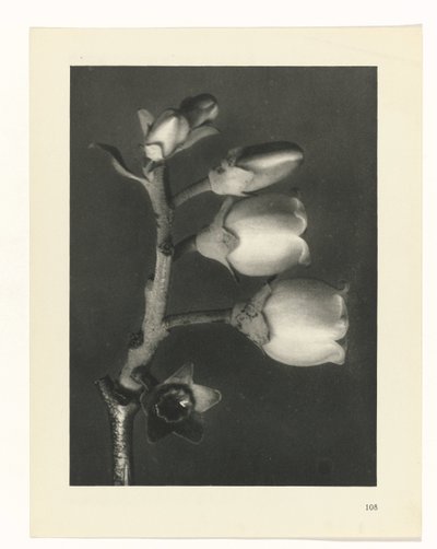 estudio de planos Arquetipos del arte (título de la serie) de Karl Blossfeldt