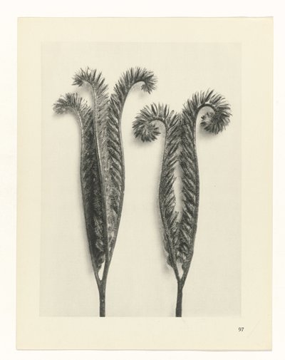 estudio de planos Arquetipos del arte (título de la serie) de Karl Blossfeldt