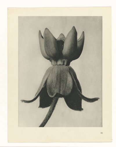 estudio de planos Arquetipos del arte (título de la serie) de Karl Blossfeldt