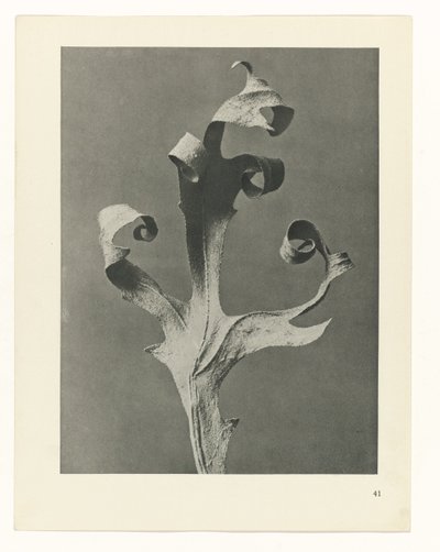 estudio de planos Arquetipos del arte (título de la serie) de Karl Blossfeldt