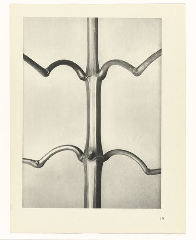 estudio de planos Arquetipos del arte (título de la serie) de Karl Blossfeldt