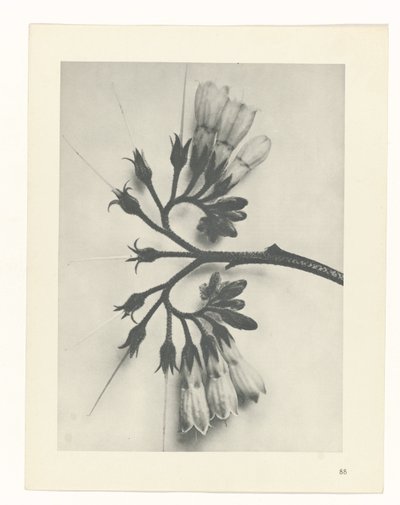 estudio de planos Arquetipos del arte (título de la serie) de Karl Blossfeldt