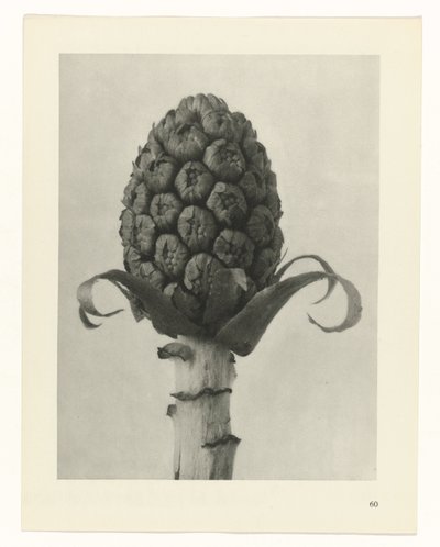 estudio de planos Arquetipos del arte (título de la serie) de Karl Blossfeldt