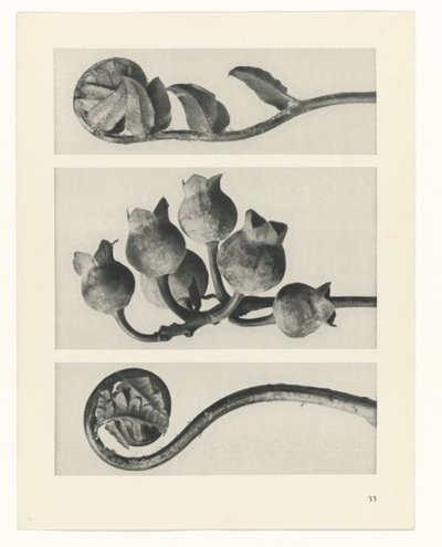 estudio de planos Arquetipos del arte (título de la serie) de Karl Blossfeldt