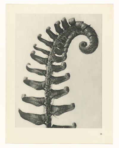 estudio de planos Arquetipos del arte (título de la serie) de Karl Blossfeldt