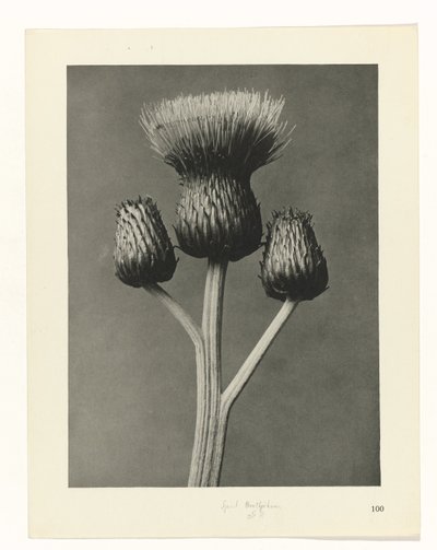 estudio de planos Arquetipos del arte (título de la serie) de Karl Blossfeldt