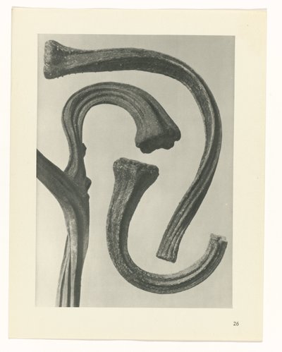 estudio de planos Arquetipos del arte (título de la serie) de Karl Blossfeldt