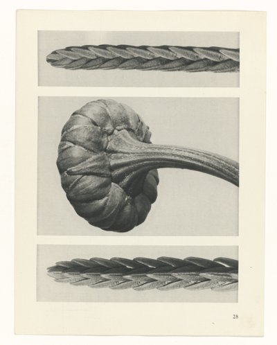 estudio de planos Arquetipos del arte (título de la serie) de Karl Blossfeldt