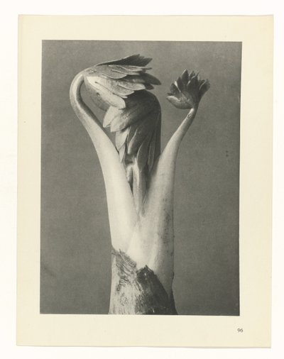 estudio de planos Arquetipos del arte (título de la serie) de Karl Blossfeldt