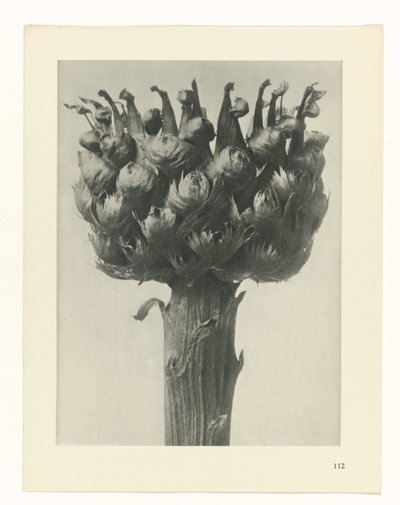 estudio de planos Arquetipos del arte (título de la serie) de Karl Blossfeldt