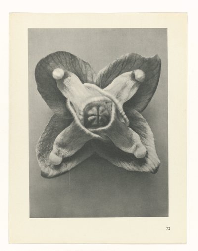 estudio de planos Arquetipos del arte (título de la serie) de Karl Blossfeldt