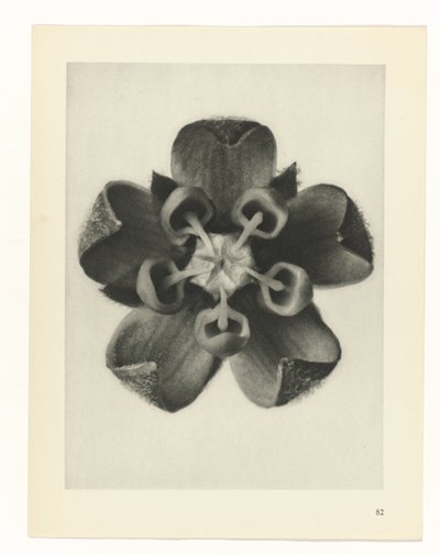 estudio de planos Arquetipos del arte (título de la serie) de Karl Blossfeldt