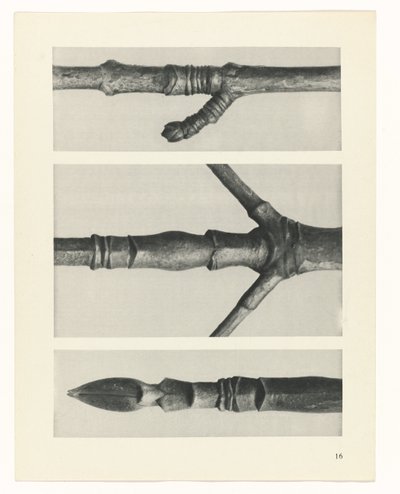 estudio de planos Arquetipos del arte (título de la serie) de Karl Blossfeldt