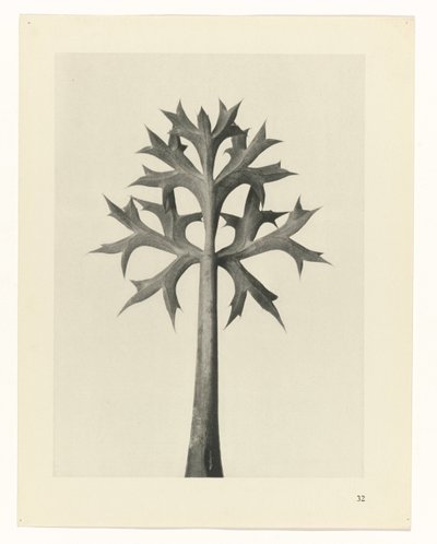 estudio de planos Arquetipos del arte (título de la serie) de Karl Blossfeldt