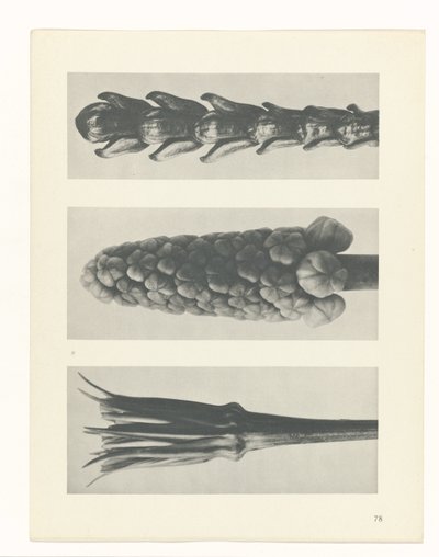 estudio de planos Arquetipos del arte (título de la serie) de Karl Blossfeldt