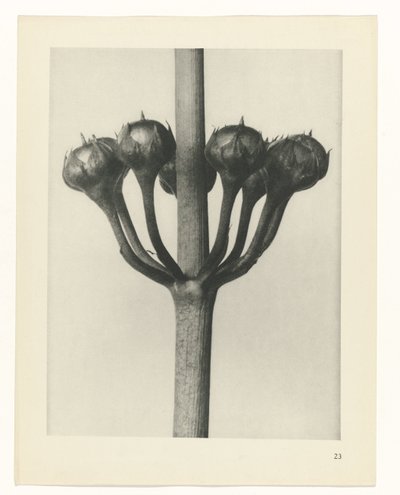 estudio de planos Arquetipos del arte (título de la serie) de Karl Blossfeldt