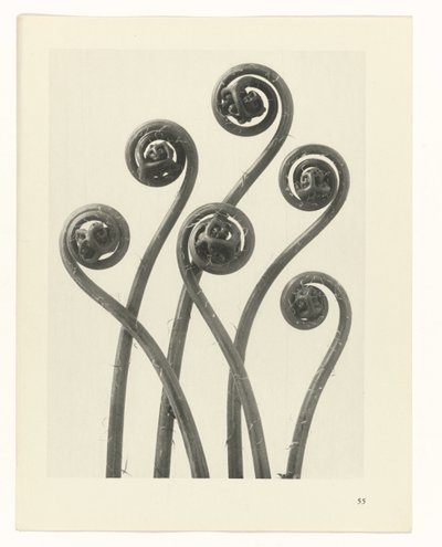 estudio de planos Arquetipos del arte (título de la serie) de Karl Blossfeldt