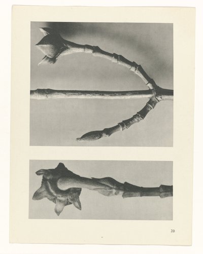 estudio de planos Arquetipos del arte (título de la serie) de Karl Blossfeldt