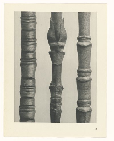 estudio de planos Arquetipos del arte (título de la serie) de Karl Blossfeldt