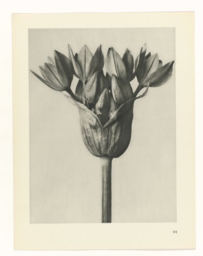 estudio de planos Arquetipos del arte (título de la serie) de Karl Blossfeldt