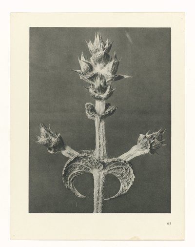 estudio de planos Arquetipos del arte (título de la serie) de Karl Blossfeldt