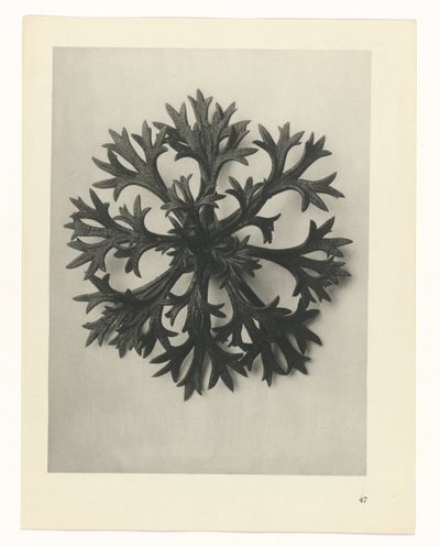 estudio de planos Arquetipos del arte (título de la serie) de Karl Blossfeldt