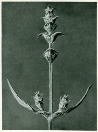 Salvia, 1929 de Karl Blossfeldt