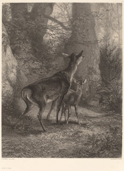 Cierva y cervatillo de Karl Bodmer