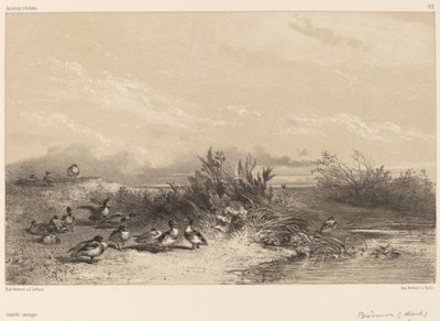 Patos salvajes de Karl Bodmer