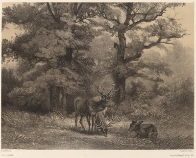 Cerfs au Gagnage de Karl Bodmer