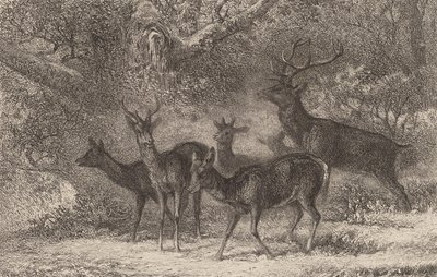 Le harde de Karl Bodmer