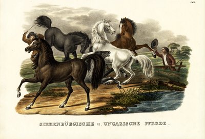 Caballos transilvanos y húngaros, 1824 de Karl Joseph Brodtmann