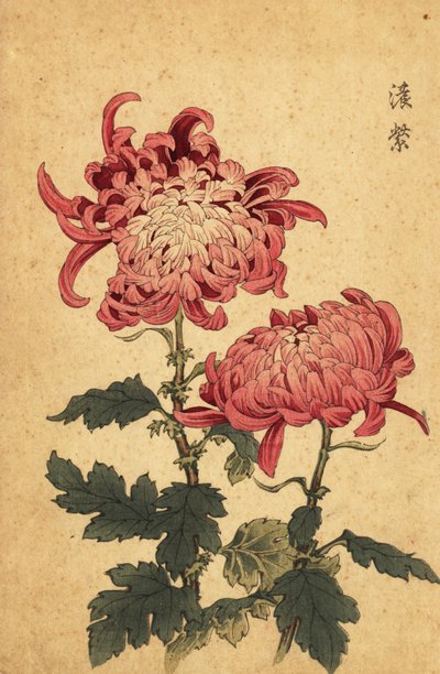 Crisantemo híbrido rosa salmón, 1893 (grabado) de Keika Hasegawa