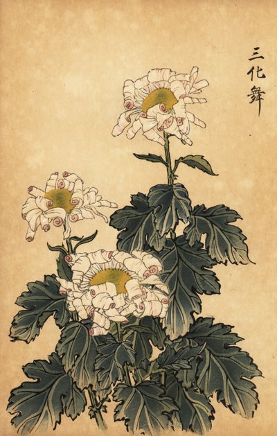 Crisantemo híbrido blanco y rosa.,1893 (grabado) de Keika Hasegawa