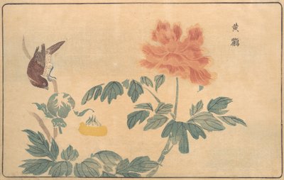 Oriole chino y peonías, 1789 de Kitao Masayoshi