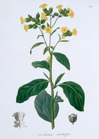 Tabaco Nicotiana, 1821 de LFJ Hoquart